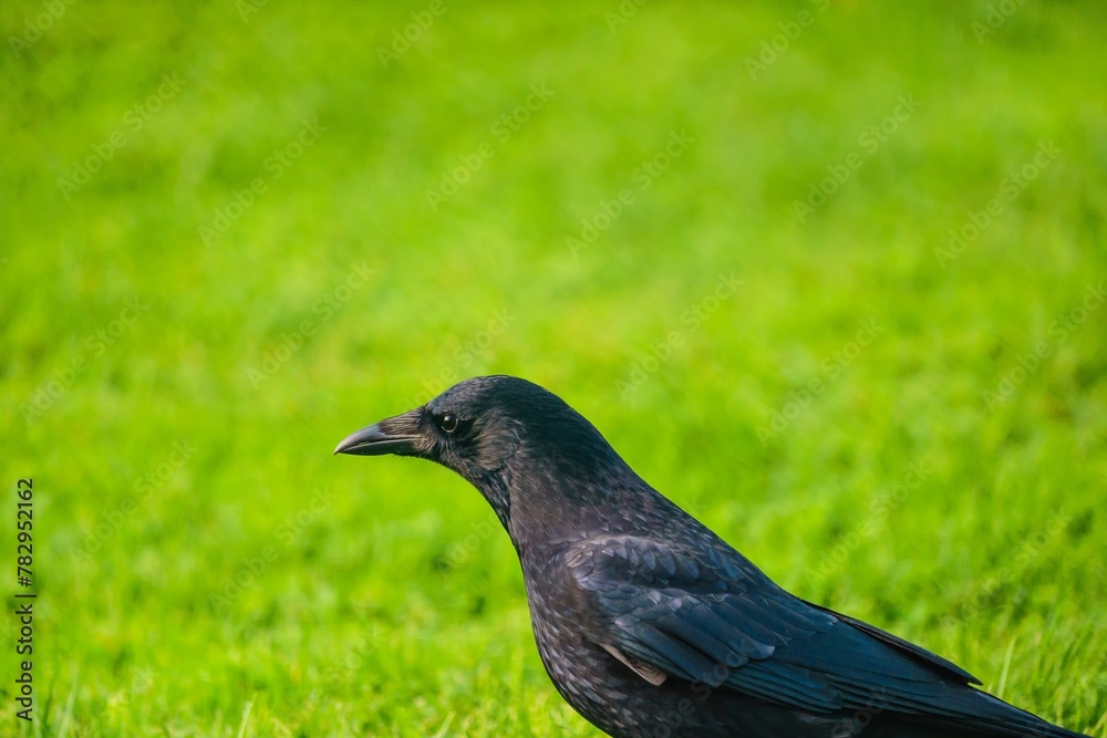 Selective focus of a black crow on a meadow with blurred background Selective focus of a black crow on a meadow with blurred background
