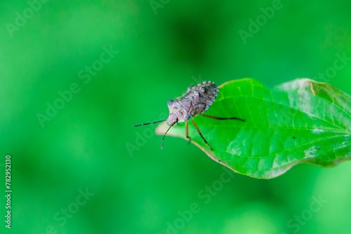 Wallpaper Mural Selective focus of stink bug on a green leaf with blurred background Torontodigital.ca