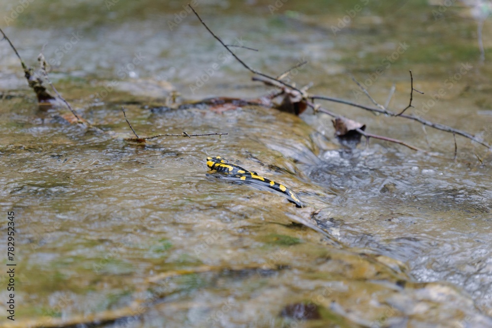 Closeup of a beautiful fire salamander walking through the river