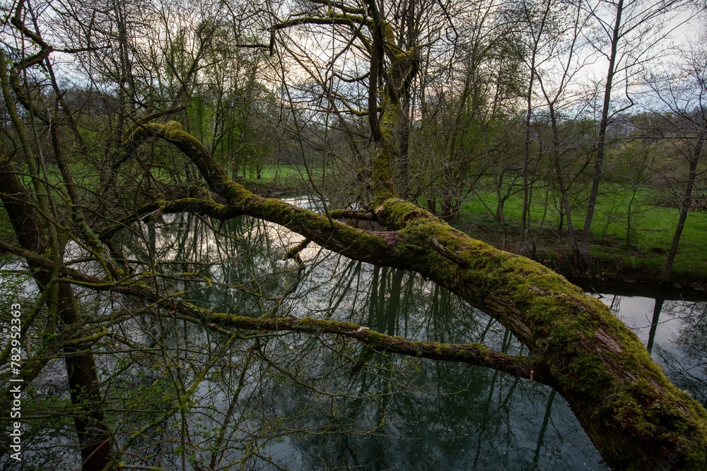 Fototapeta premium Beautiful view of laid tree over the river with a beautiful reflection of branches