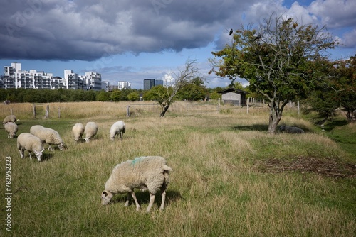 Herd of white sheep grazing on green grass in Orestad, Copenhagen, Denmark photo