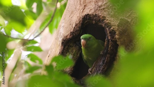 azure-rumped parrot, tanygnathis sumatranus, endemic bird, Sulawesi and Philippines photo