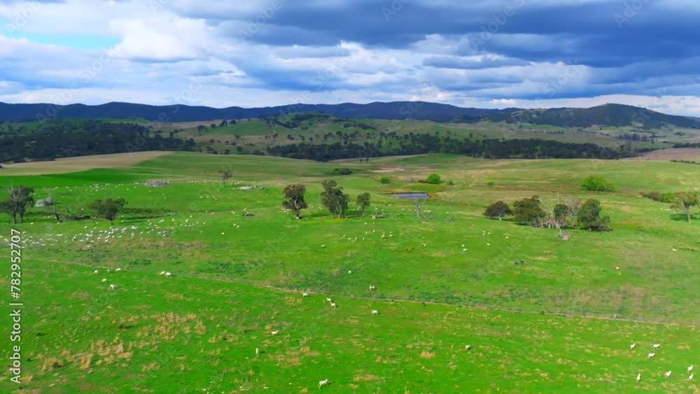 Beautiful view a green field with grazing sheep and flying birds Beautiful view a green field with grazing sheep and flying birds