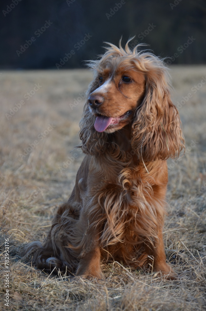 sitzender Cocker Spaniel