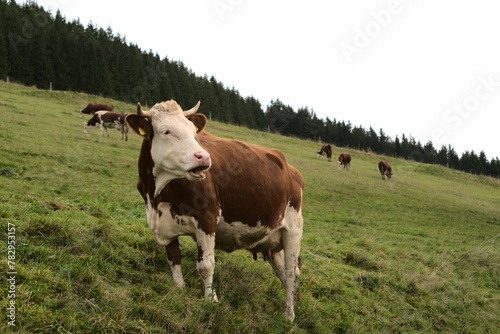 Closeup of a  mooing cow and more cows background on the ramp © Wirestock