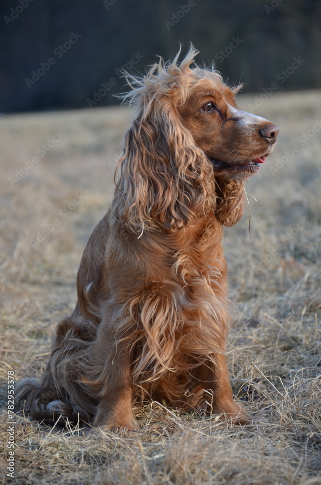 sitzender Cocker Spaniel sitzender Cocker Spaniel