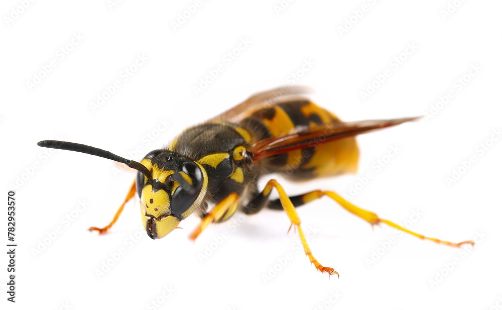 European hornet (Vespa crabro) isolated on white - obrazy, fototapety, plakaty 
