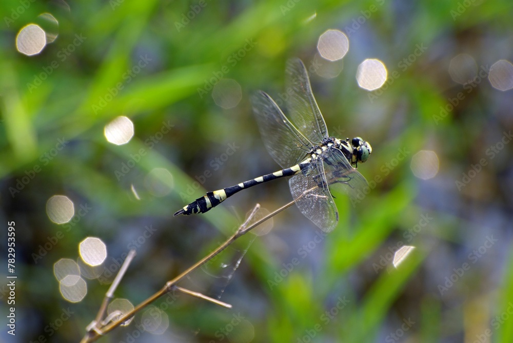 Selective focus shot of a patterned dragonfly on a thin branch Selective focus shot of a patterned dragonfly on a thin branch