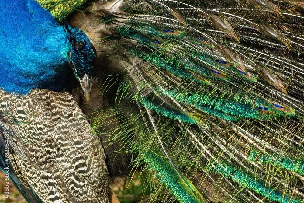 Obraz premium Closeup of a Peafowl's vibrant feathers