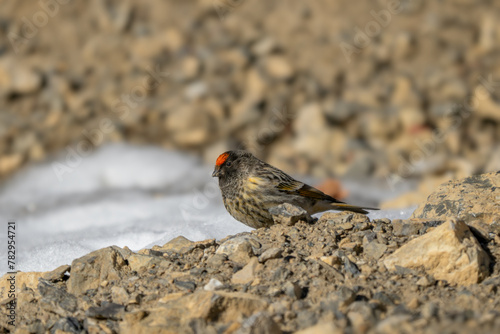 Red-fronted Serin - Serinus pusillus, small beautiful colored passerine bird from Asian mountains and hills, Spiti valley, Himalayas, India.