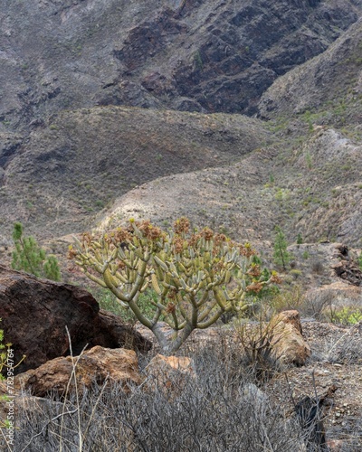 Vertical shot of Euphorbia Virosa growing near rocks with hills in background photo