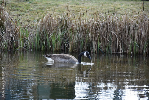 Canada goose (Branta canadensis) wading near the reeds © Wirestock