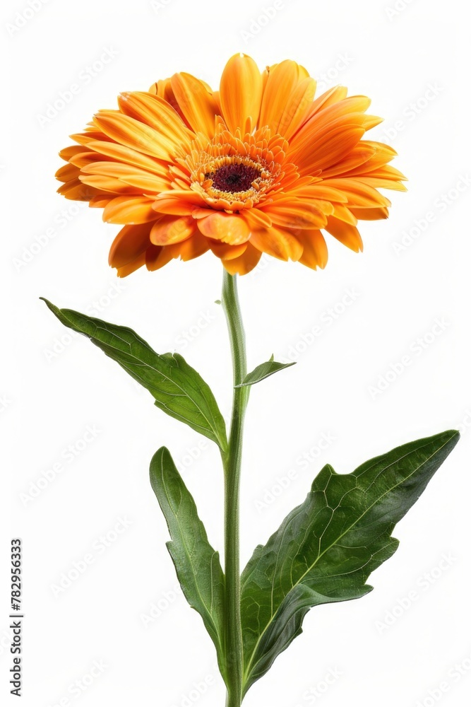 A single orange flower with green leaves on a white background. Suitable for various design projects A single orange flower with green leaves on a white background. Suitable for various design projects