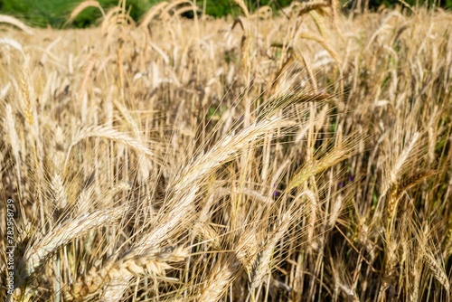 Yellow wheat in the field ready for harvest © Wirestock