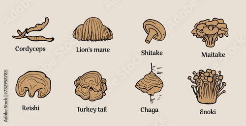 Set of hand drawn medicinal mushrooms with names on beige background. Chaga, reishi, shitaki, cordyceps, turkey tail and lions mane mushroom illustration. 