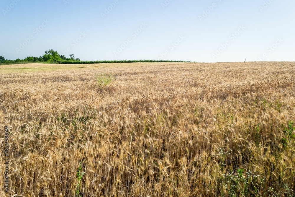 Yellow wheat in the field ready for harvest