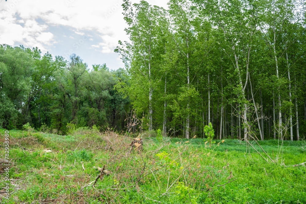 Green meadow with the forest in the background. Planned deforestation. Green meadow with the forest in the background. Planned deforestation.