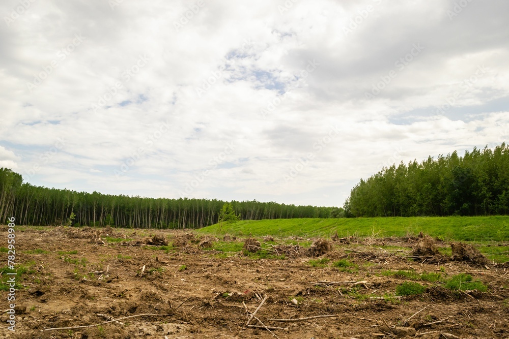Obraz premium View of the green meadow with the forest in the background. Planned deforestation.