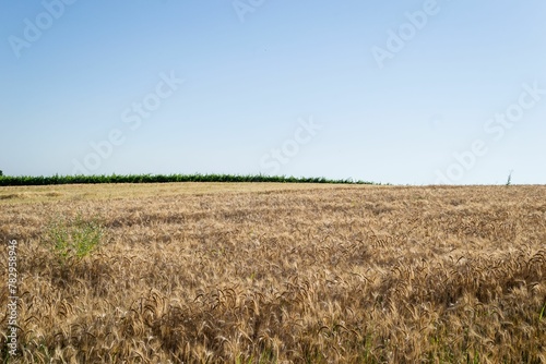 Yellow wheat in the field ready for harvest