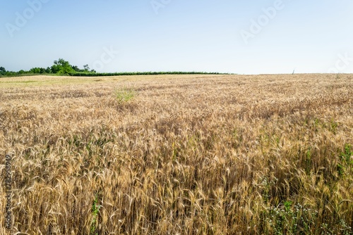 Yellow wheat in the field ready for harvest