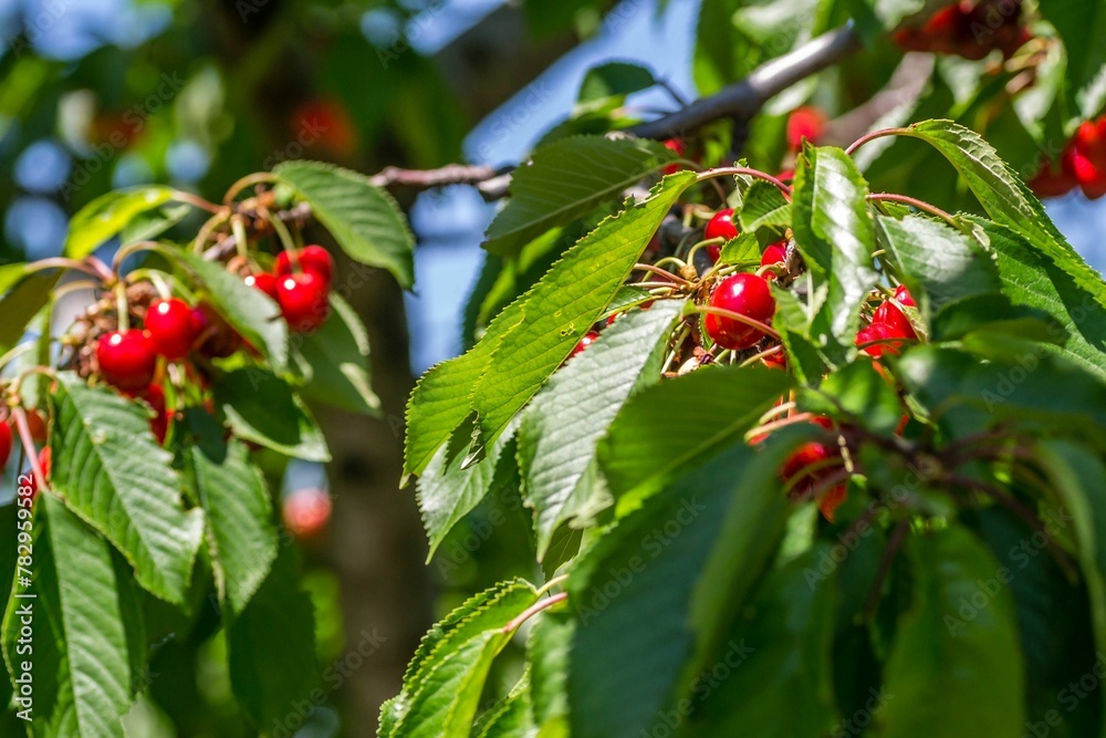 Closeup shot of juicy red cherries growing on a tree branch Closeup shot of juicy red cherries growing on a tree branch