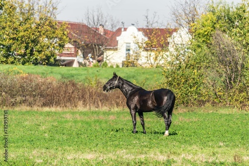 Horse grazing during the day in a pasture near the city of Novi Sad, Serbia