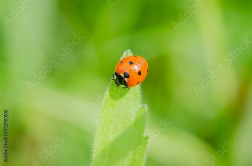 Macro of a ladybug on a sunny green leaf of grass.