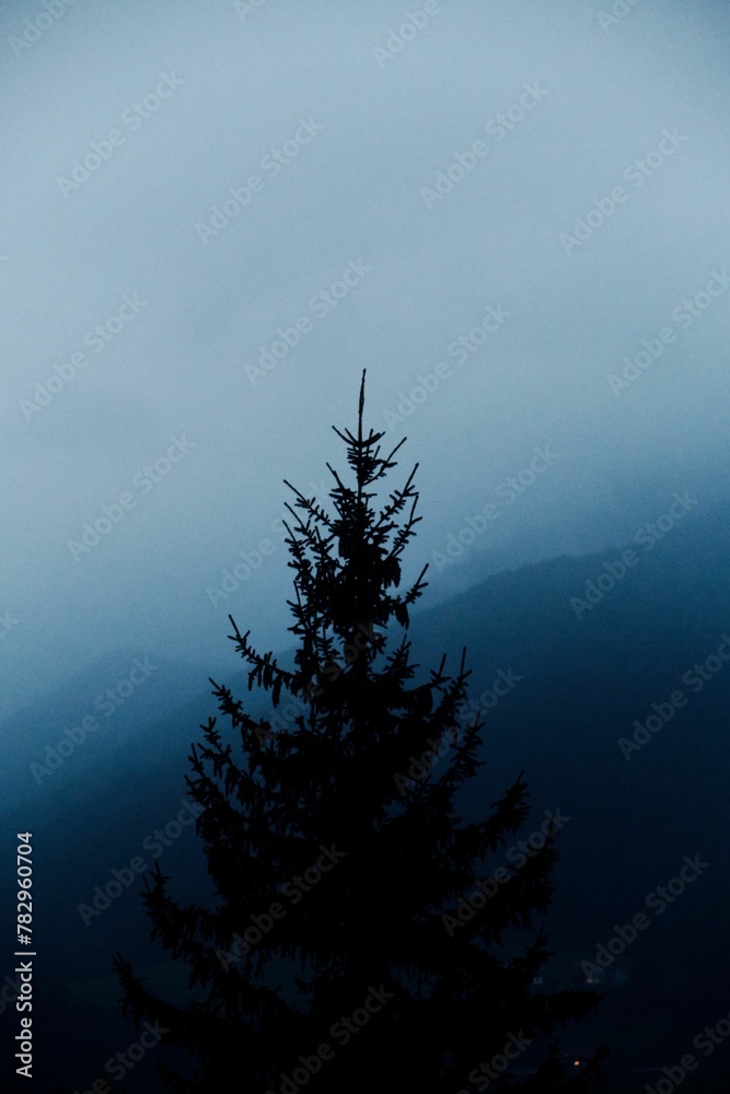 Φωτογραφία Vertical shot of the fir forest tree with hills in the background on a foggy moo
