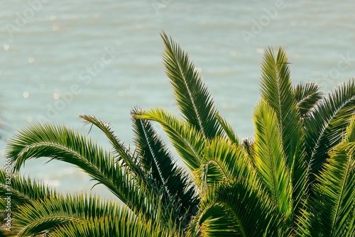 Closeup of palm tree leaves captured against a tranquil seascape