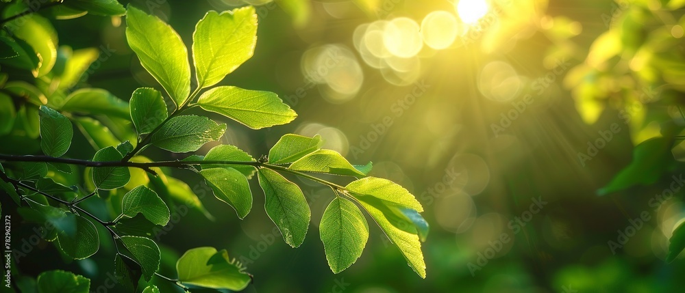 Sunbeam through summer foliage, close up, vibrant green, soft focus, warm light Sunbeam through summer foliage, close up, vibrant green, soft focus, warm light
