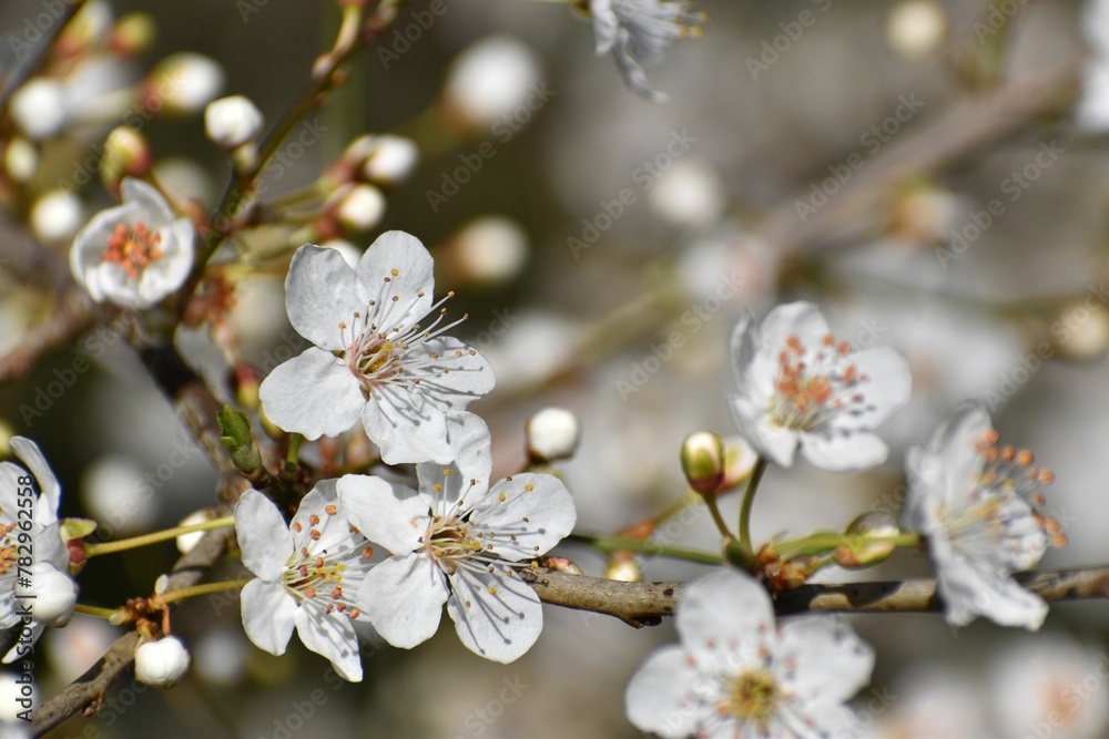 Macro shot of a plum tree with white flower blossoms on an isolated background