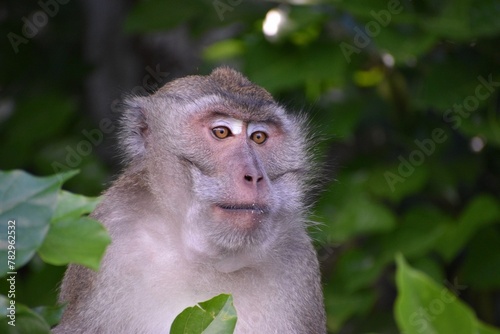Canvas Print Closeup of macaque monkey in background of tree