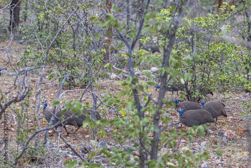 Picture of a group of guinea fowl in a busPicture of a group of guinea fowl in a bush landscape in Namibia during the dayh landscape in Namibia © Aquarius