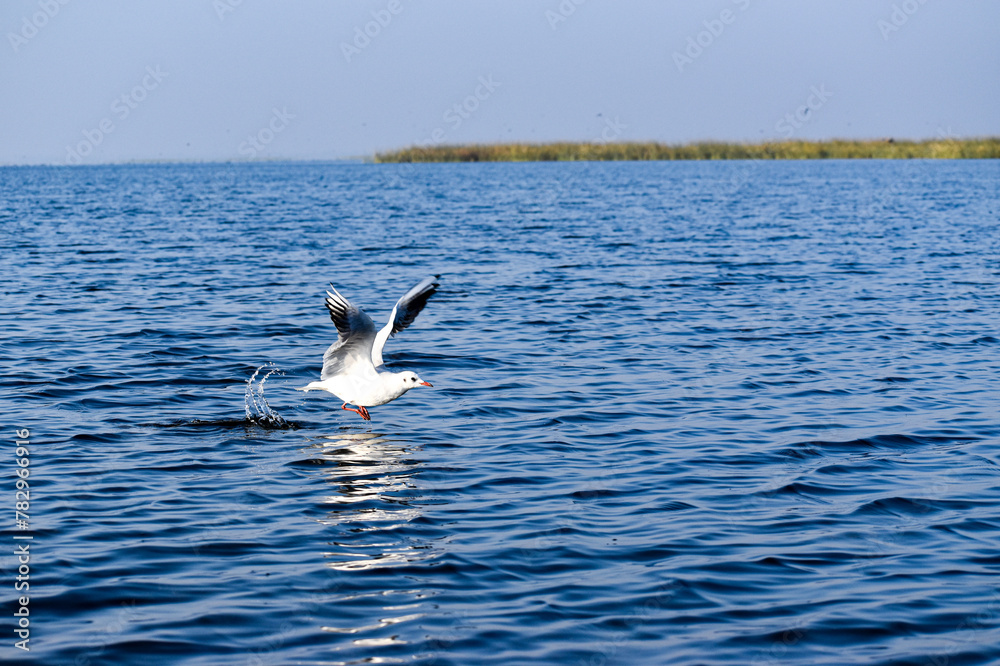 seagull in flight