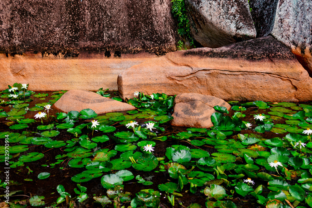 Fototapeta premium lily pond and beautiful nature of Seychelles
