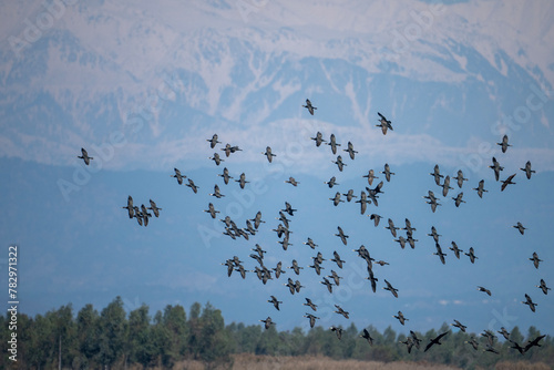 Flock of Great Cormorants Flying over River in mountains Area 