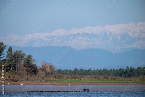 Flock of Great Cormorants in River in mountains area 