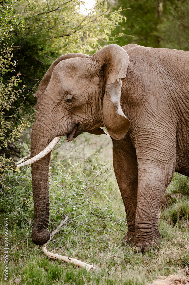 Fototapeta premium Elephants can be seen in the Pilansberg Nature Reserve, South Africa. 