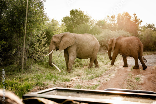 Elephants can be seen in the Pilansberg Nature Reserve, South Africa. 