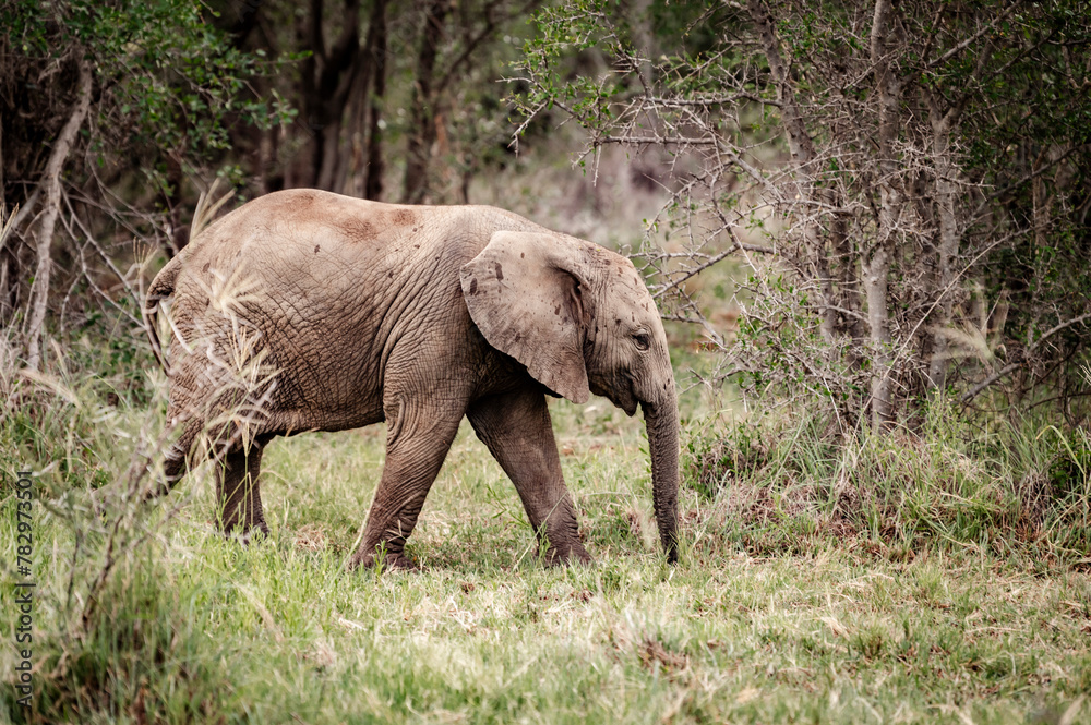 Fototapeta premium Elephants can be seen in the Pilansberg Nature Reserve, South Africa. 
