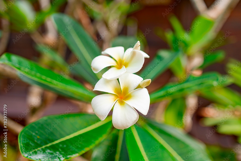 plumeria frangipani bush on tropical island, nature background plumeria frangipani bush on tropical island, nature background