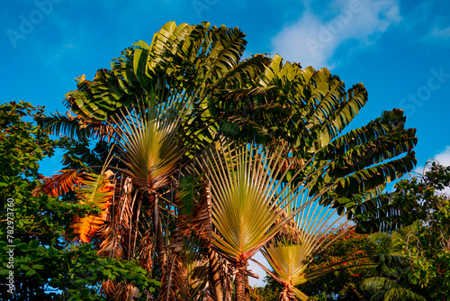 ravenala palm tree on Seychelles
