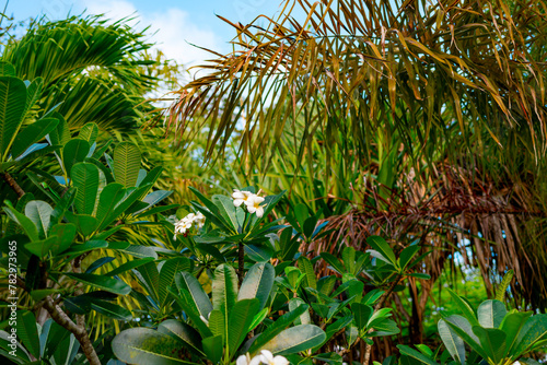 plumeria frangipani bush on tropical island, nature background