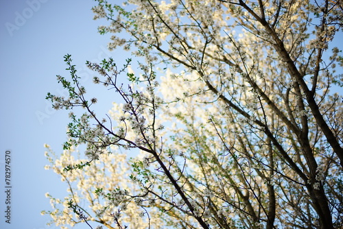 Almond tree with white blooming flowers in blue sky background.