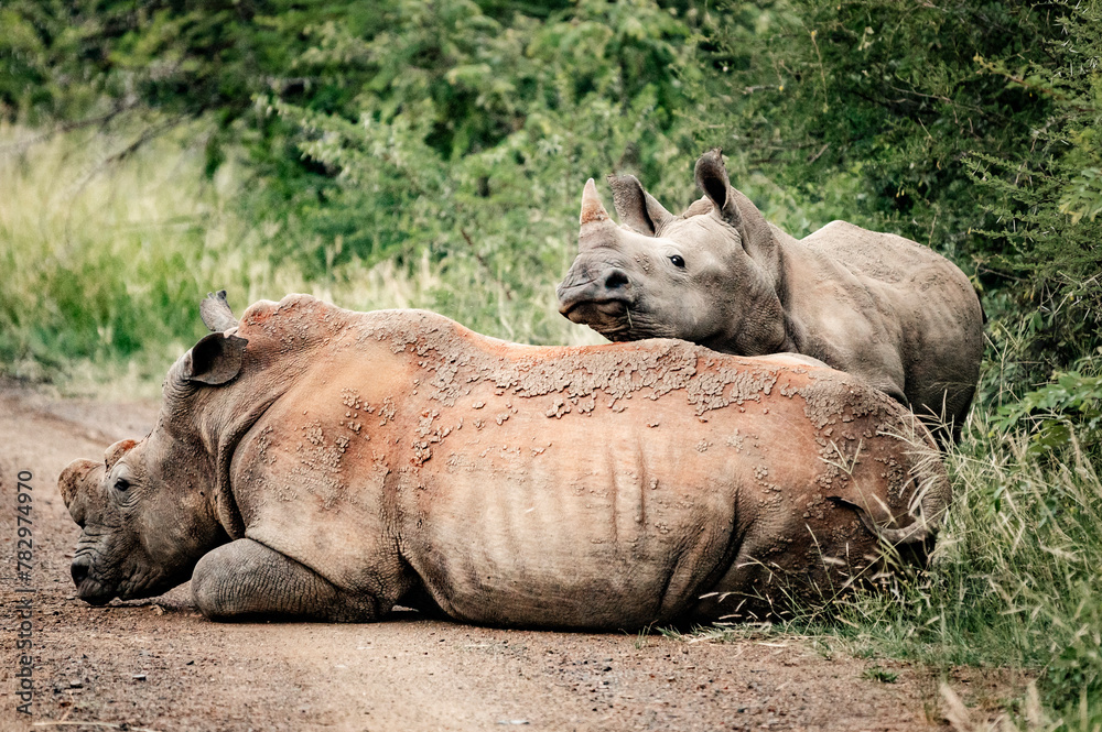 A female Rhino can be seen with her calf in the Pilansberg Nature Reserve, South Africa. A female Rhino can be seen with her calf in the Pilansberg Nature Reserve, South Africa.