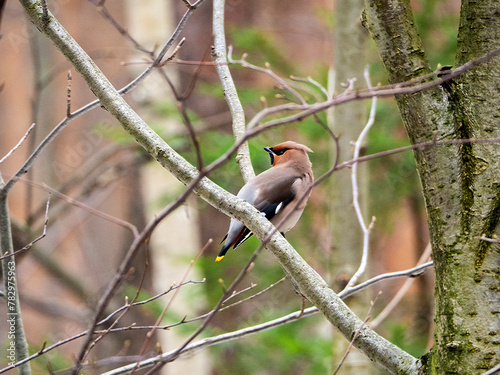 A beautiful waxwing sits on a tree branch. The bird turned back. Forest spring background with waxwing.