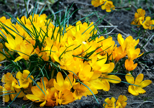 The yellow crocuses were grouped and pressed tightly against each other. Sunny, bright, spring floral background.
