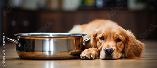 Golden retriever ignores food by bowl photo