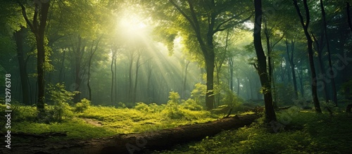 Sunlight filtering through dense woodland © vxnaghiyev