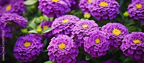 Purple flowers with yellow ...